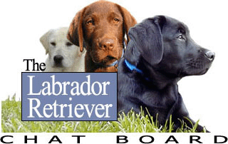 Labrador Retriever Calandars